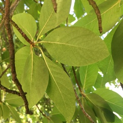 Nyssa sylvatica