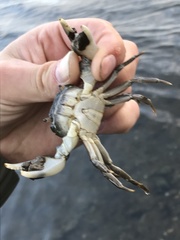 Hemigrapsus penicillatus