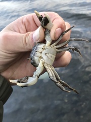 Hemigrapsus penicillatus