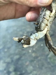 Hemigrapsus penicillatus