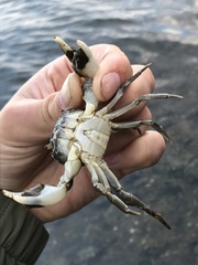 Hemigrapsus penicillatus