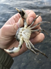 Hemigrapsus penicillatus