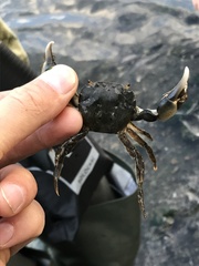 Hemigrapsus penicillatus