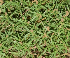 Amaranthus muricatus