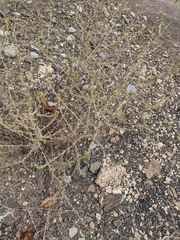 Artemisia santonicum