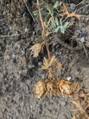 Centaurea salonitana