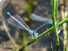 Coenagrion caerulescens