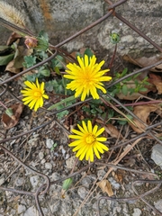 Taraxacum hybernum