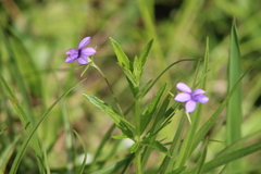 Monopsis stellarioides