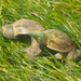Great Pond Snail - Photo (c) Gilberto Sánchez Jardón, some rights reserved (CC BY-NC-SA)