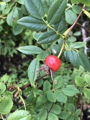 Rosa rugosa