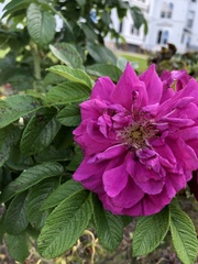Rosa rugosa