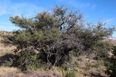 Diospyros lycioides lycioides
