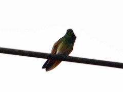 Saucerottia beryllina