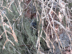 Picoides