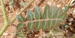 Tribulus cristatus