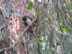 Picoides