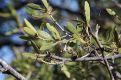 Diospyros lycioides lycioides