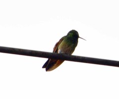 Saucerottia beryllina