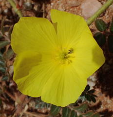 Tribulus cristatus