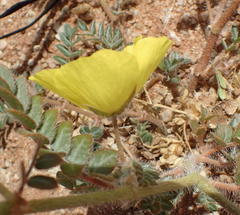 Tribulus cristatus
