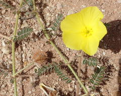 Tribulus cristatus