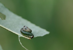 Euura hypoxantha
