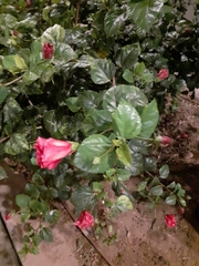 Hibiscus rosa-sinensis