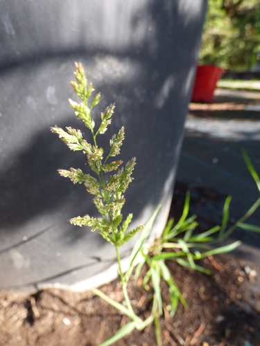 Polypogon viridis
