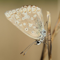 Polyommatus albicans