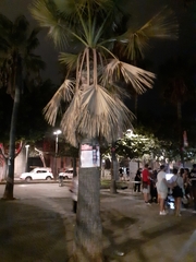 Arecaceae