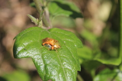 Aspidimorpha quadriremis