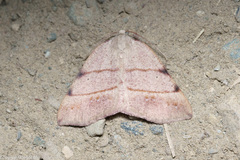 Drepanulatrix bifilata