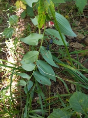 Polygonatum biflorum commutatum