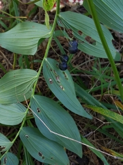 Polygonatum biflorum commutatum