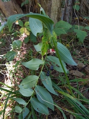 Polygonatum biflorum commutatum