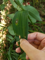 Polygonatum biflorum commutatum