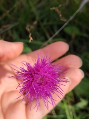 Cirsium dissectum