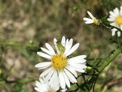 Diabrotica barberi