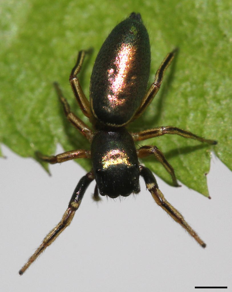 Tutelina