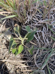 Rhynchosida physocalyx