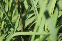 Agriocnemis falcifera