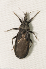 Triatoma protracta