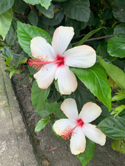 Hibiscus arnottianus