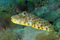 Southern Puffer photo 2