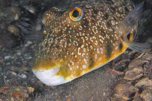 Southern Puffer