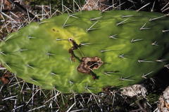 Cactoblastis cactorum