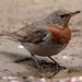 Red-throated Thrush - Photo (c) Aaron Maizlish, some rights reserved (CC BY-NC)