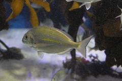 Rhabdosargus holubi