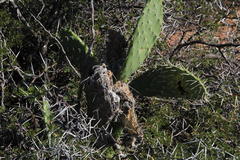 Cactoblastis cactorum